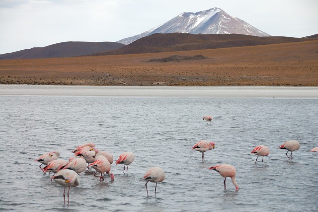 Pink flamingos, Salar de Uyuni