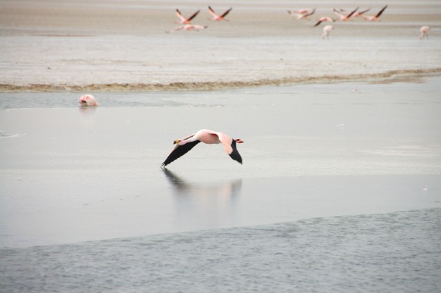 Pink flamingos, Salar de Uyuni