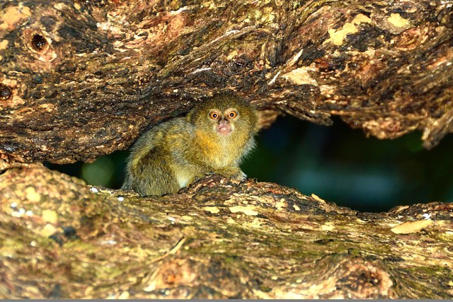 Pygmy Marmoset, Amazon Rainforest