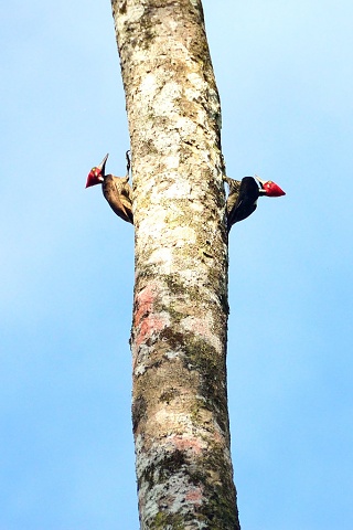 Lineated Woodpeckers, Amazon Rainforest