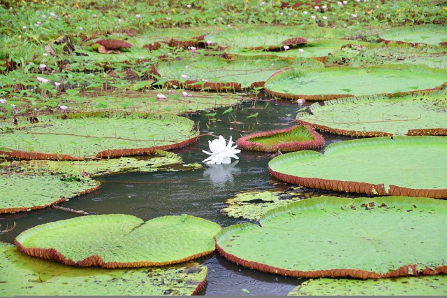 Giant Water Lily, Amazon