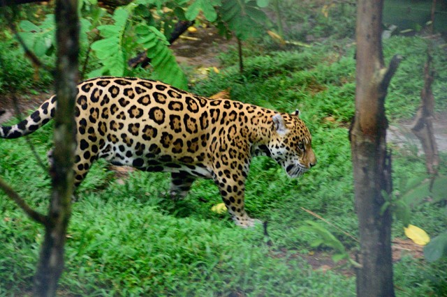 Iquitos