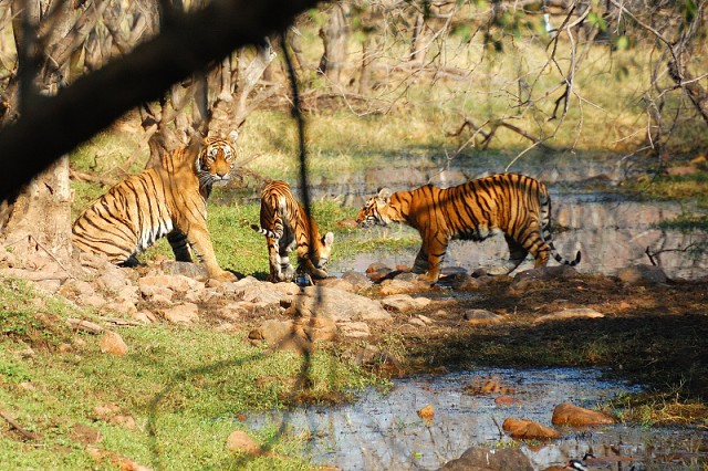 Ranthambore, Sawai Madhopur