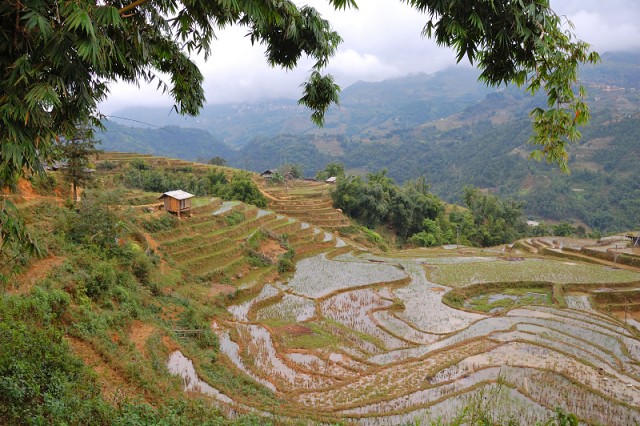 Sapa