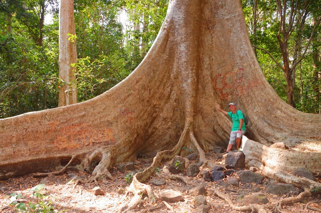 Tung Tree, Cát Tiên